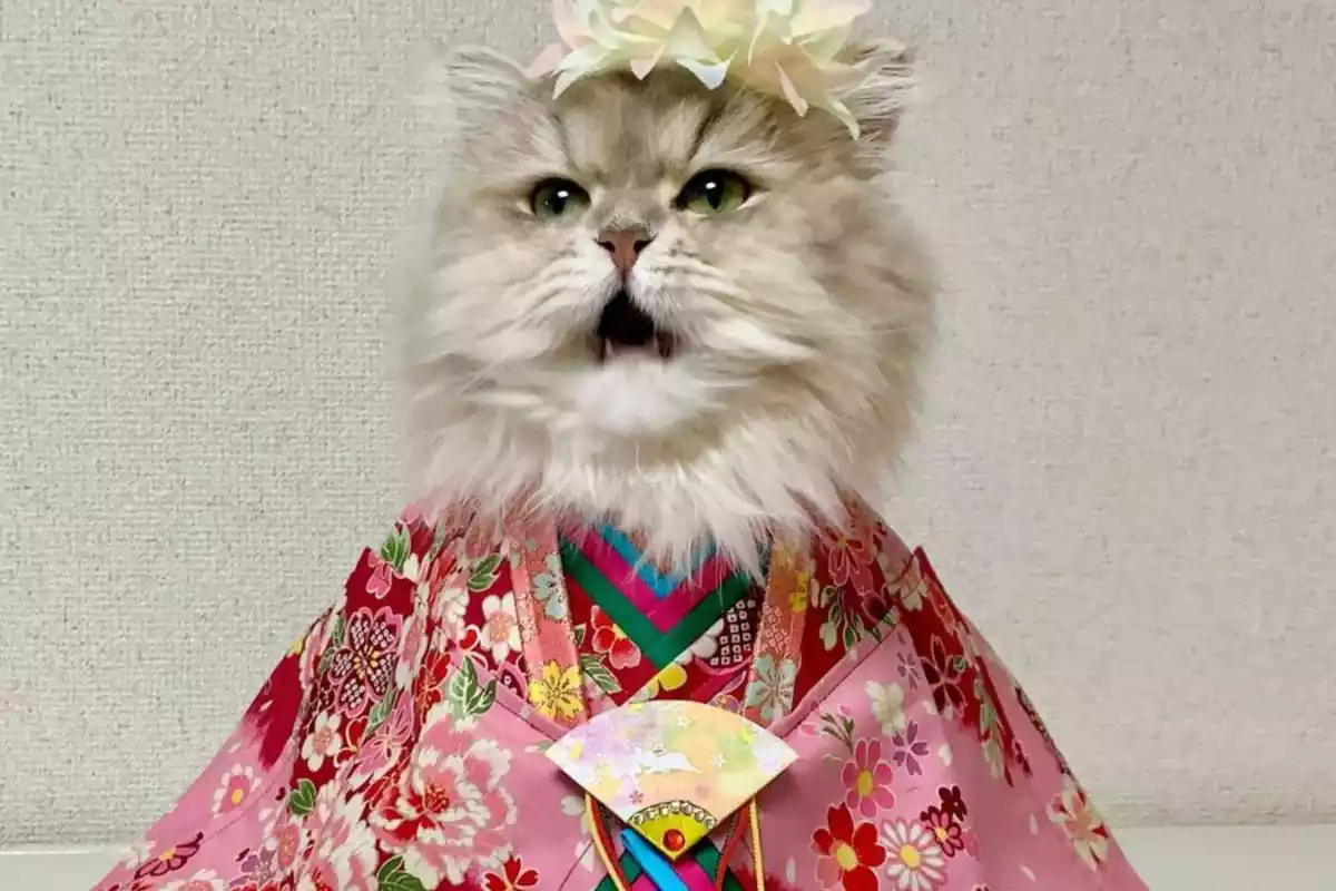 Gato con un kimono