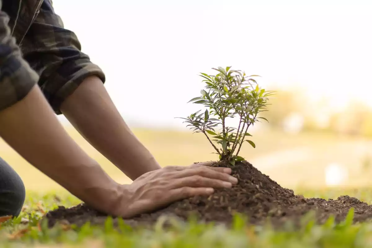 Hombre plantando con sus mano un árbol en el suelo