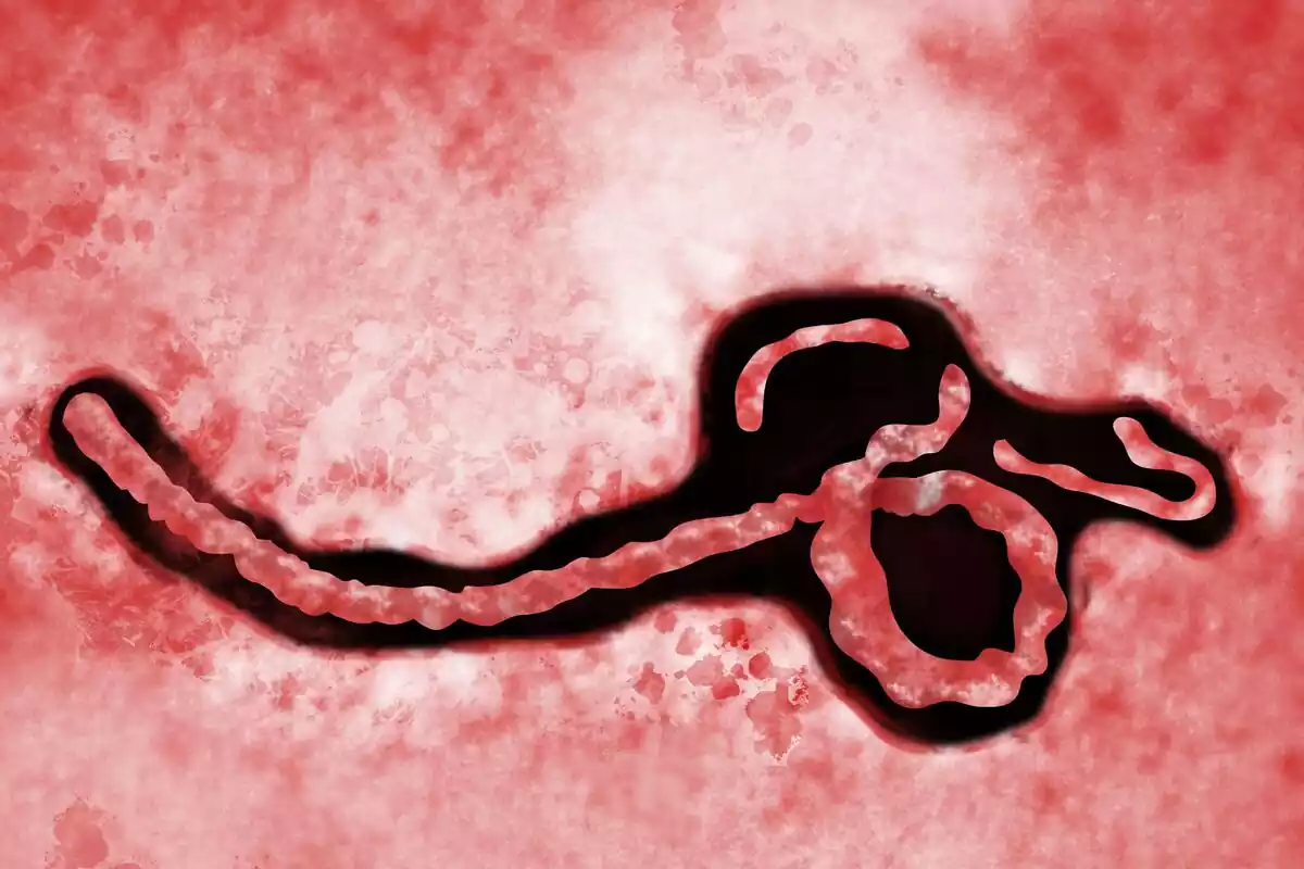 Imagen del virus del Ébola