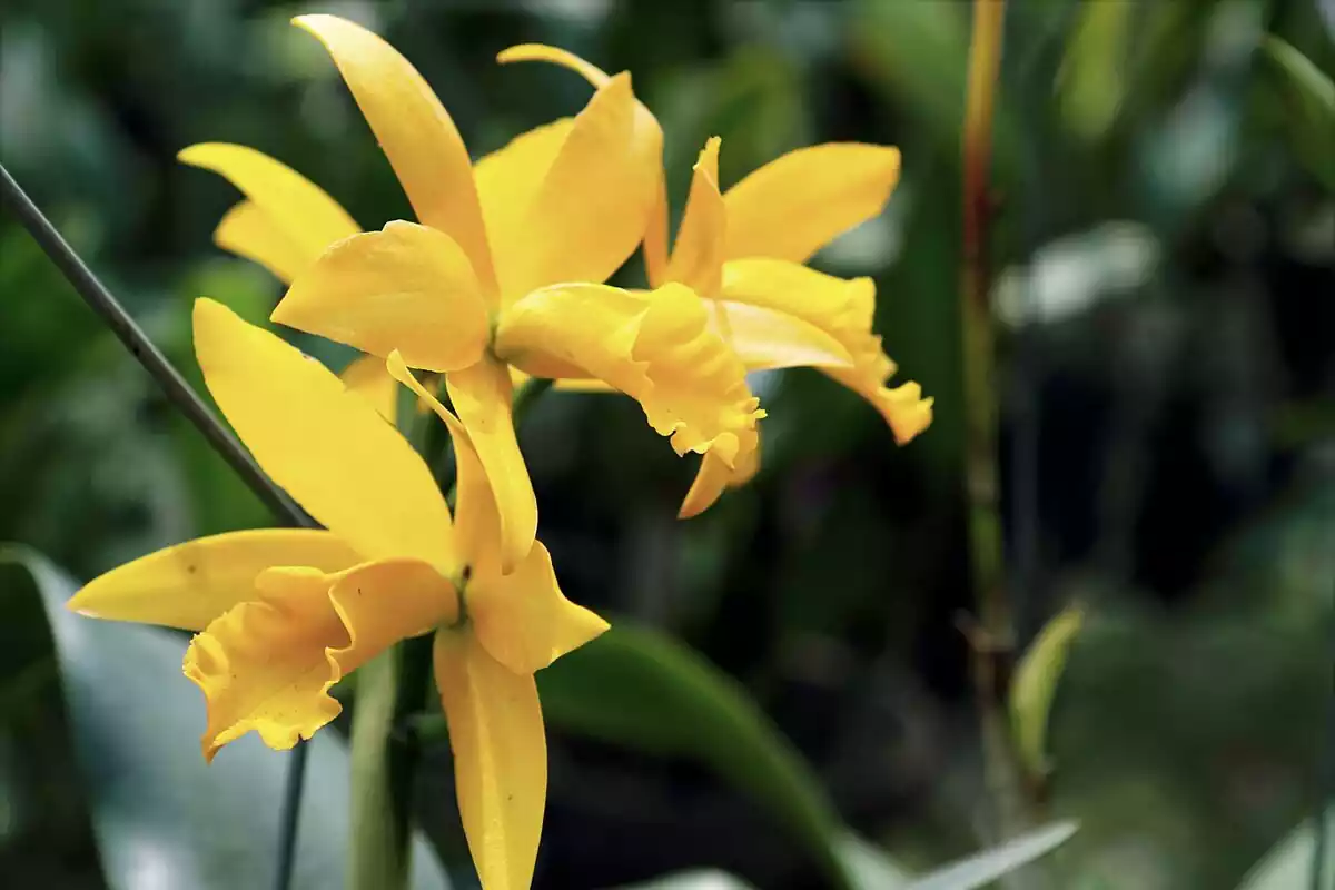 Orquídea amarilla