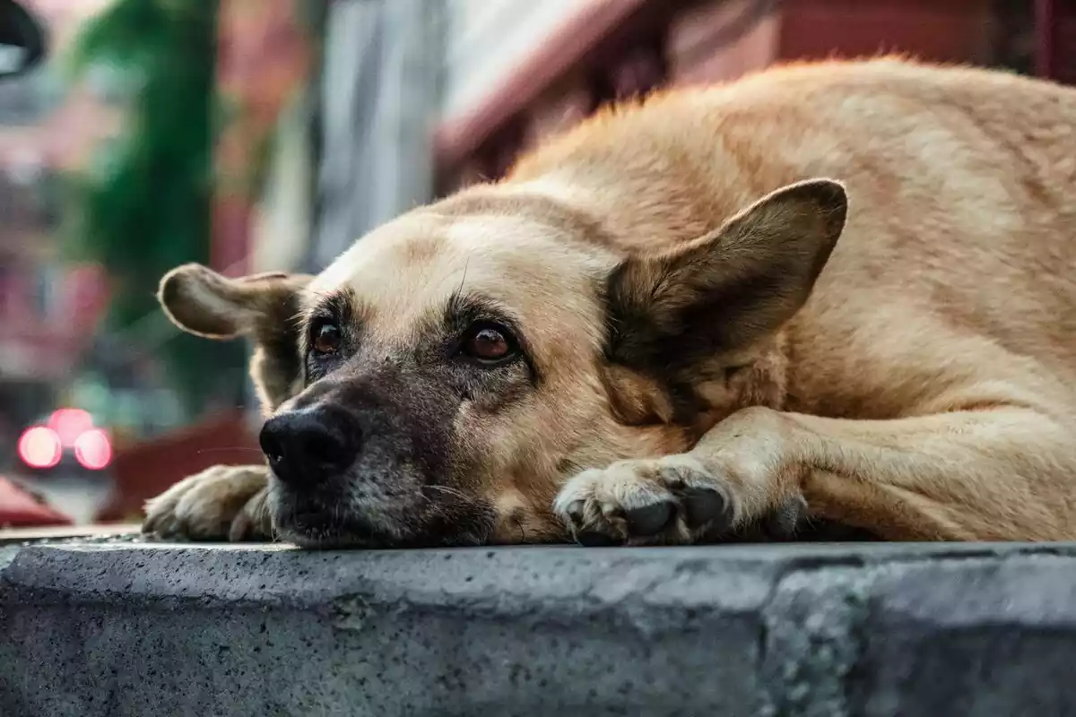 Perro callejero durmiendo en la acera de una ciudad