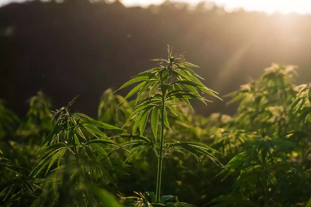 Una plantación de cannabis